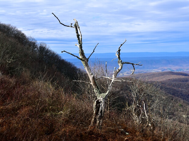 Appalachian Trail and Skyline Drive